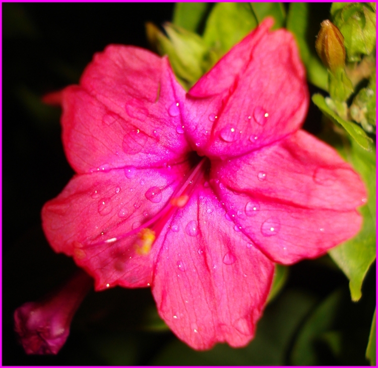 Laetitia Fleurs et plantes