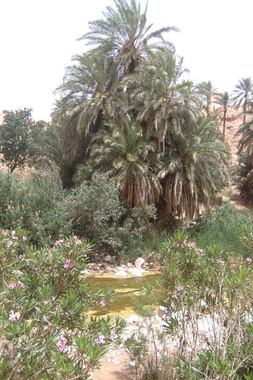 La magie de Biskra Oasis