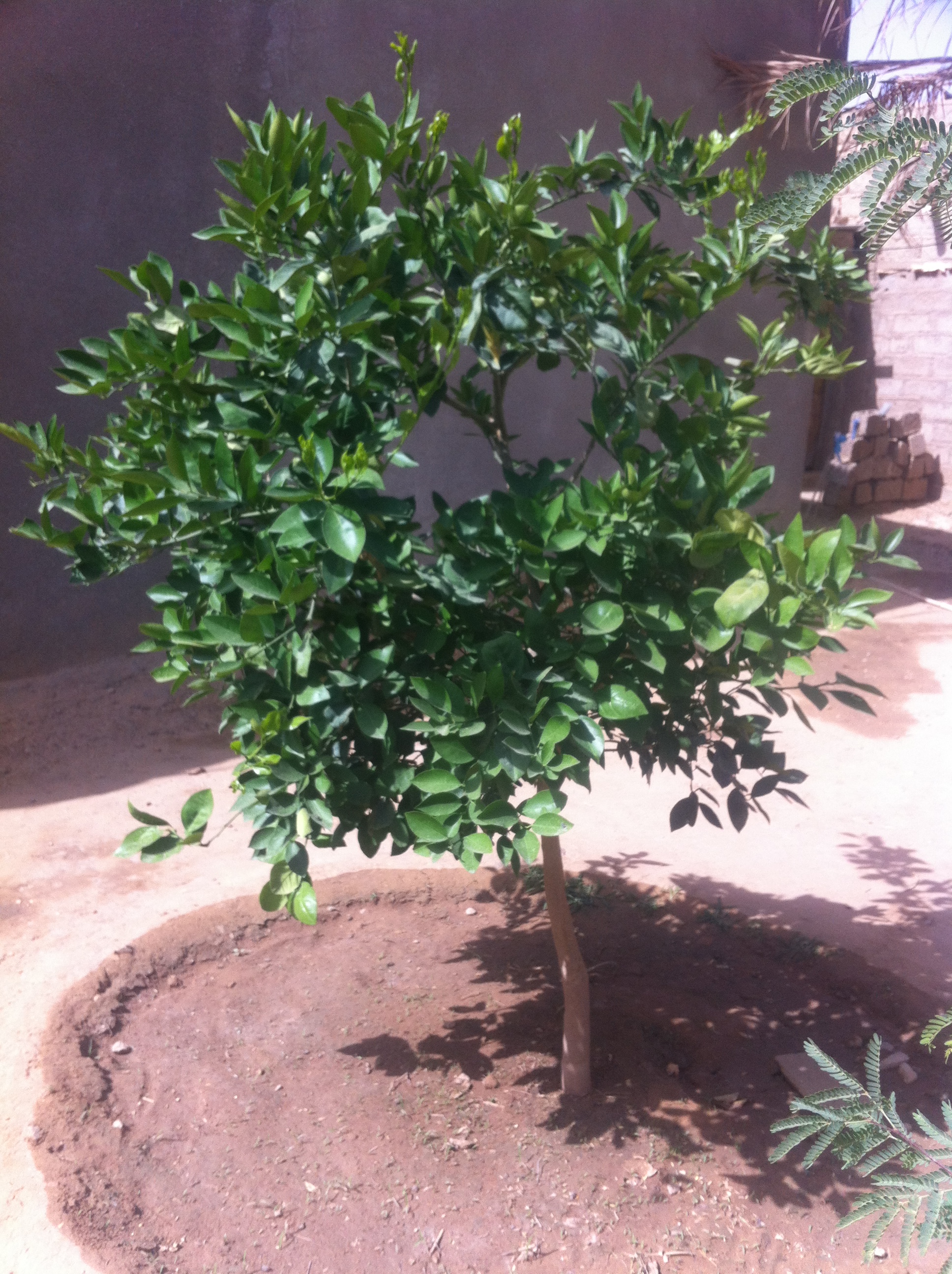 شجرة البرتقال تتربى في احضان الجنوب وتكرمهم بثمارها