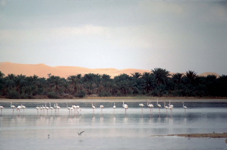 Flamants à ouargla Paysages