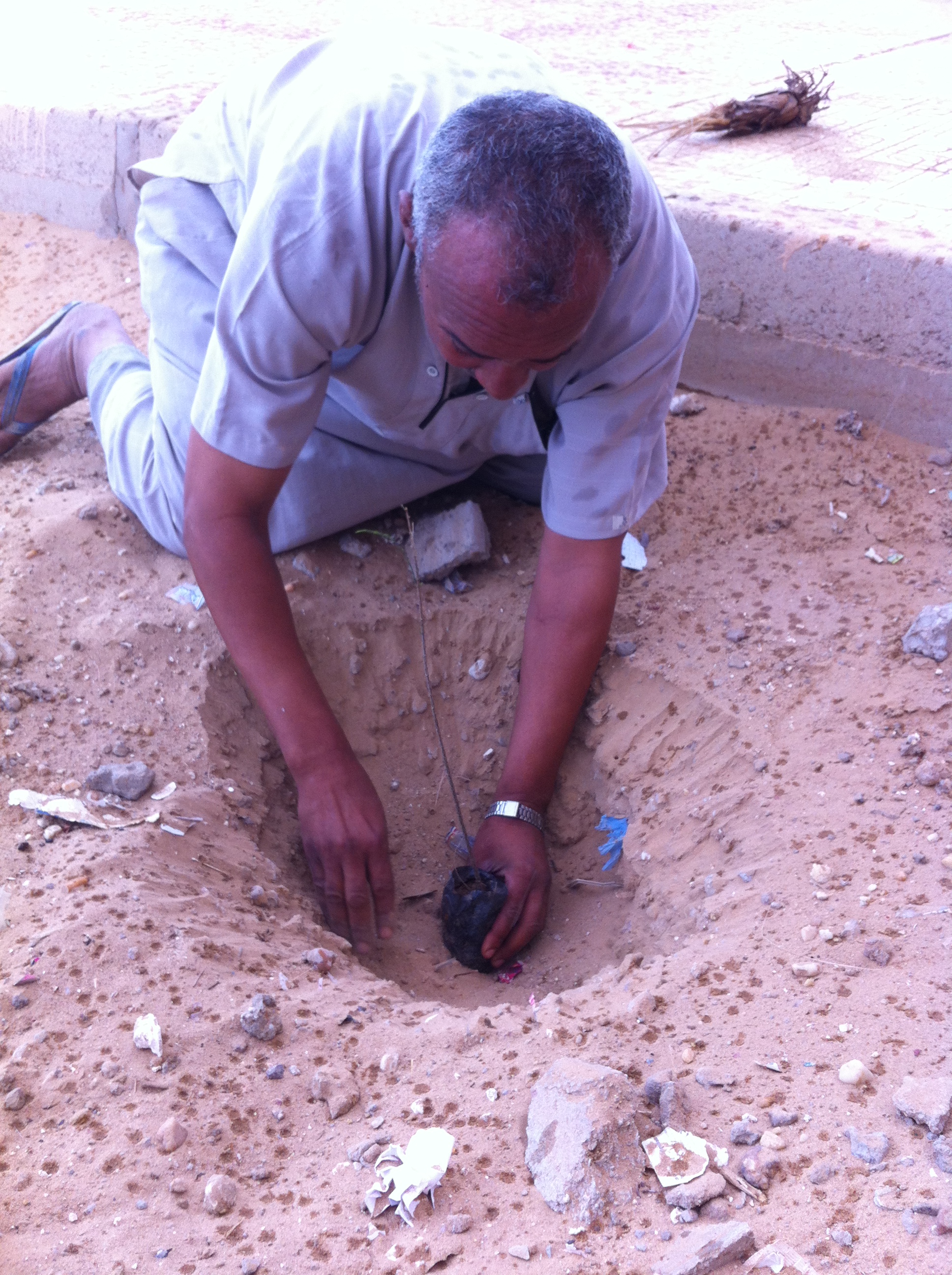 مدير ثانوية برج باجي مختار يارك في حملة التشجير