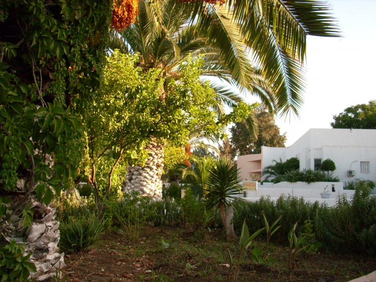Guelma/Hamma Debagh Fleurs et plantes