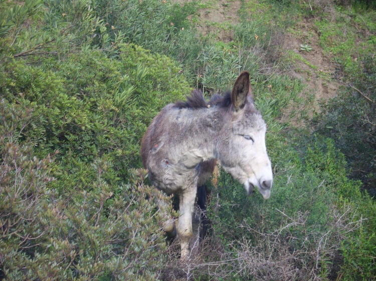 Ane en kabylie Animaux