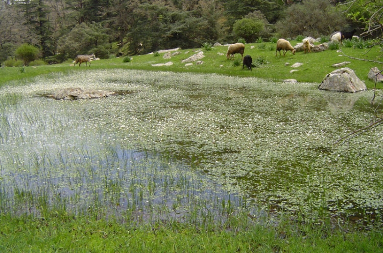 Des brebis ,des chèvre... Animaux
