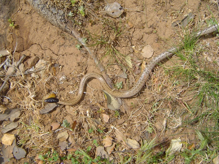Tu voulais goûter du chocolat noir... Animaux