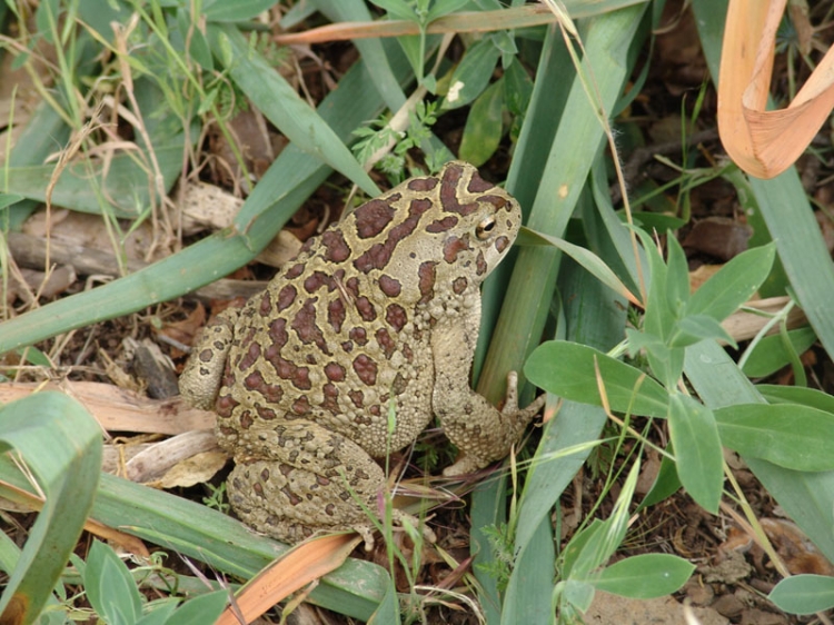 Le crapaud Animaux