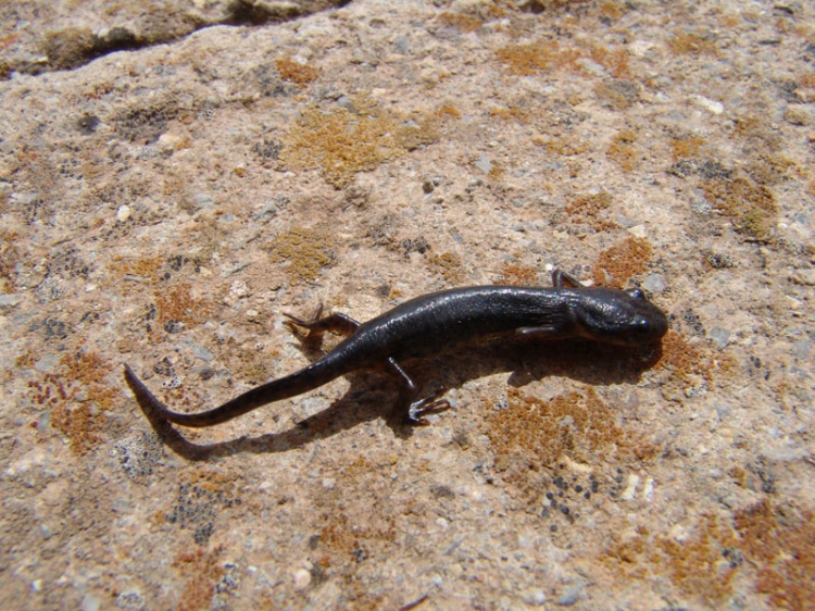 Bronze le triton Animaux