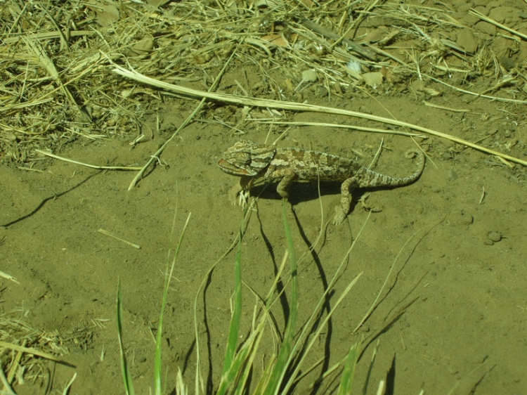 Bien camouflé petit. Animaux