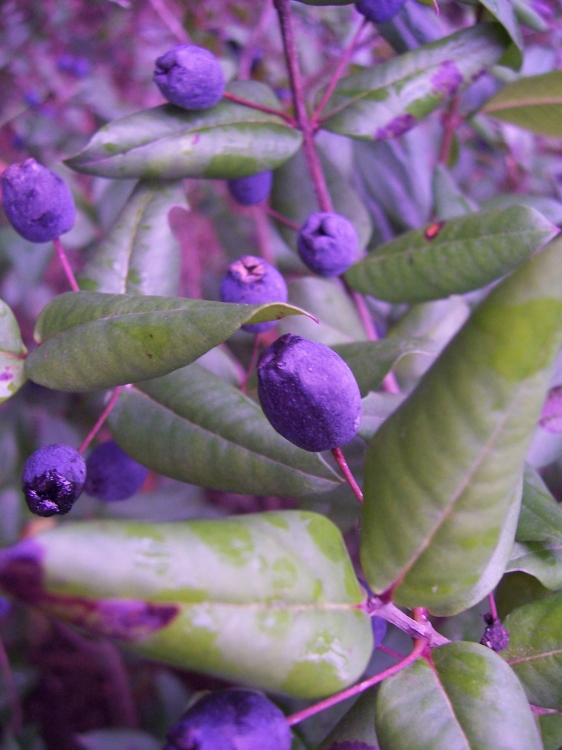 Myrte Fleurs et plantes