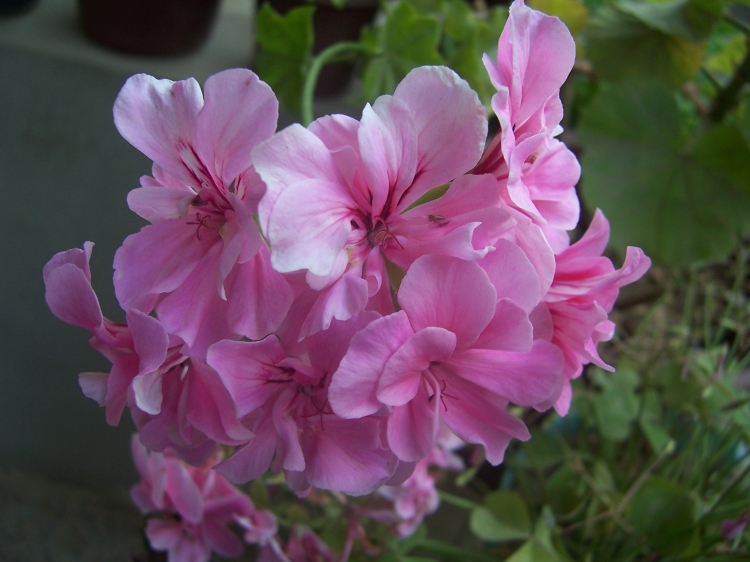 Géranium Géraniums