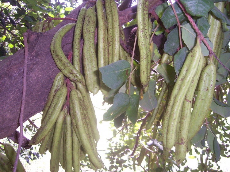 Carroubier Arbres insolites