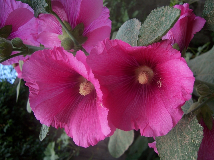 Rose trémière Roses trémières