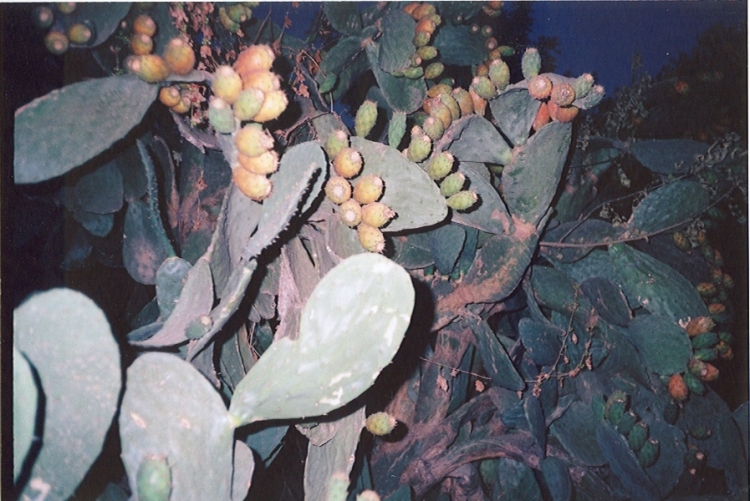 Figues de barbarie Fleurs et plantes