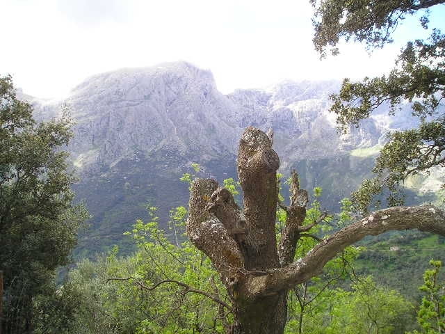 Tamurtiw6 Fleurs et plantes