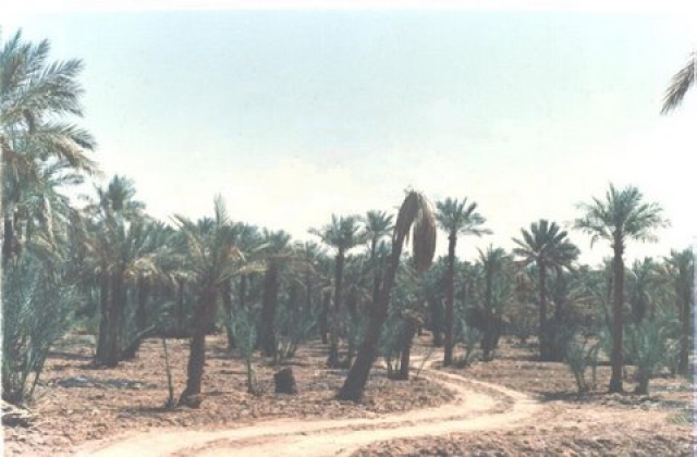 Palmiers dattiers Panorama