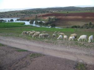 Troupeau de moutons Animaux