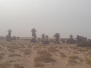 Adrar algerie Palmiers