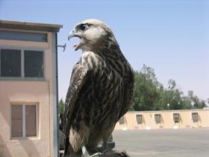 Faucon libre. Faucons