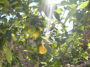 Mon citronnier Citrons