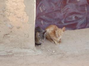 Chats qui sommeillent Animaux