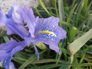 Fleur Fleurs et plantes