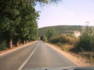 Arbres sur route ESSEBT vers AZZABA en Algérie 2011 Routes
