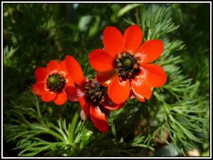 Gouttes de sang Fleurs et plantes