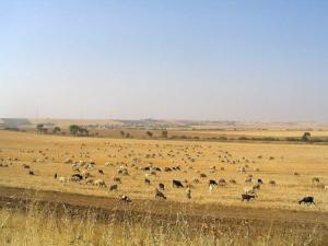 Troupeau d'ovins sur chaume Paysages