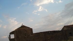 Ferme  dizback   Blé