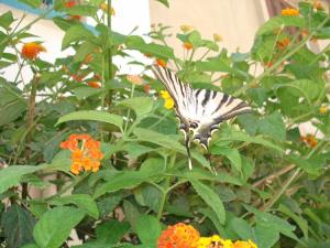 Papillon Oued athmenia