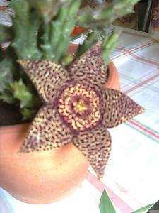 Plantes Plantes grasses