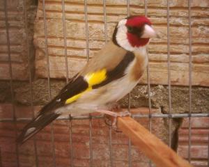 Chardonerie-nounou Animaux