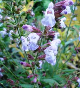 Sauge (Salvia officinalis)