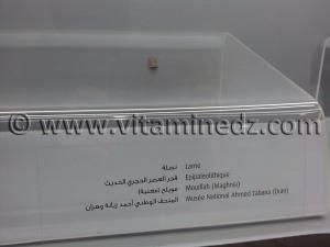 Lame épipaléolithique, Oued Mouilah, Maghnia (Musée Ahmed Zabana - Oran)