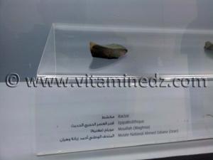 Lame épipaléolithique, Oued Mouilah, Maghnia (Musée Ahmed Zabana - Oran)