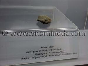 Racloir épipaléolithique, Oued Mouilah, Maghnia (Musée Ahmed Zabana - Oran)