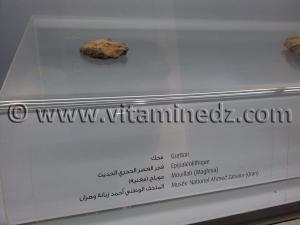 Racloir épipaléolithique, Oued Mouilah, Maghnia (Musée Ahmed Zabana - Oran)