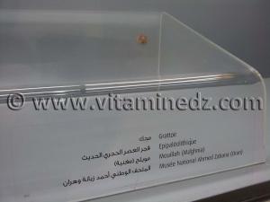 Grattoir épipaléolithique, Oued Mouilah, Maghnia (Musée Ahmed Zabana - Oran)