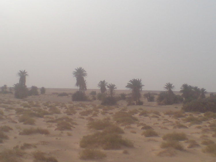 Adrar algerie Palmiers