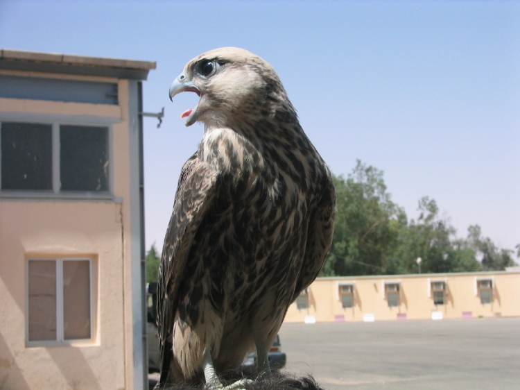 Faucon libre. Faucons