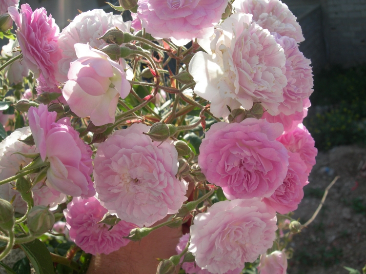 Mes fleurs Roses