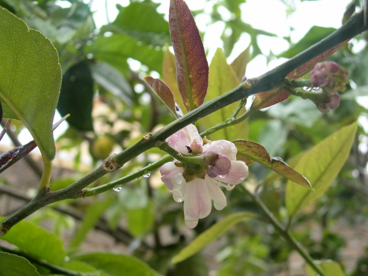 Pommier fleuri Pommiers