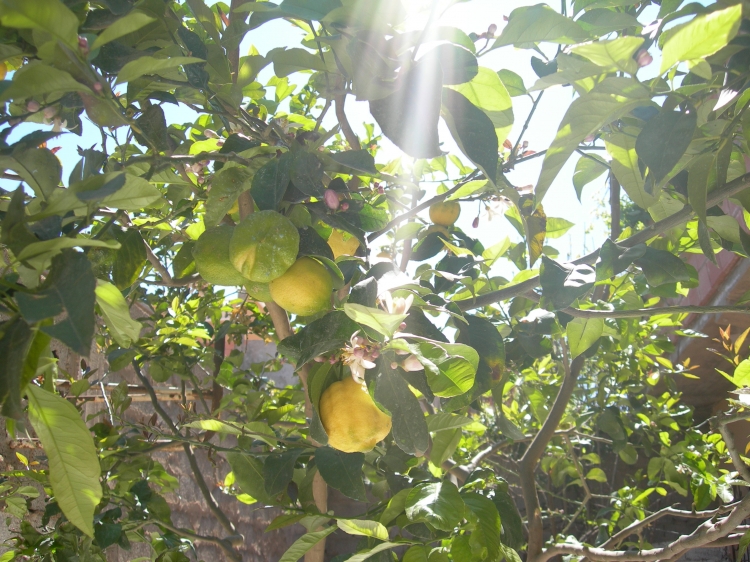 Mon citronnier Citrons