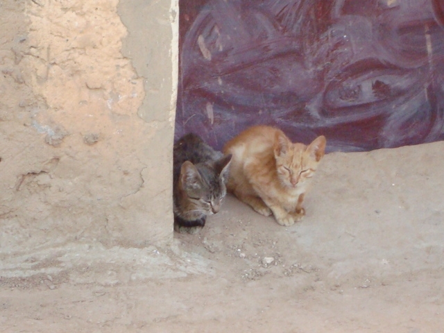 Chats qui sommeillent Animaux