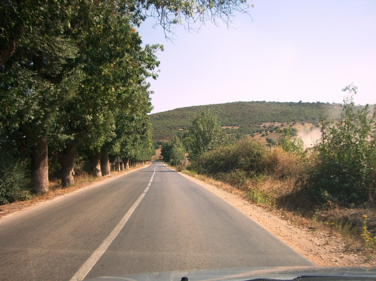 Arbres sur route ESSEBT vers AZZABA en Algérie 2011 Routes