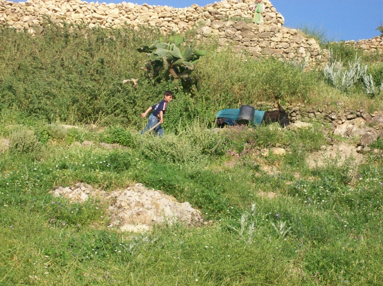 HTATEBA Fleurs et plantes