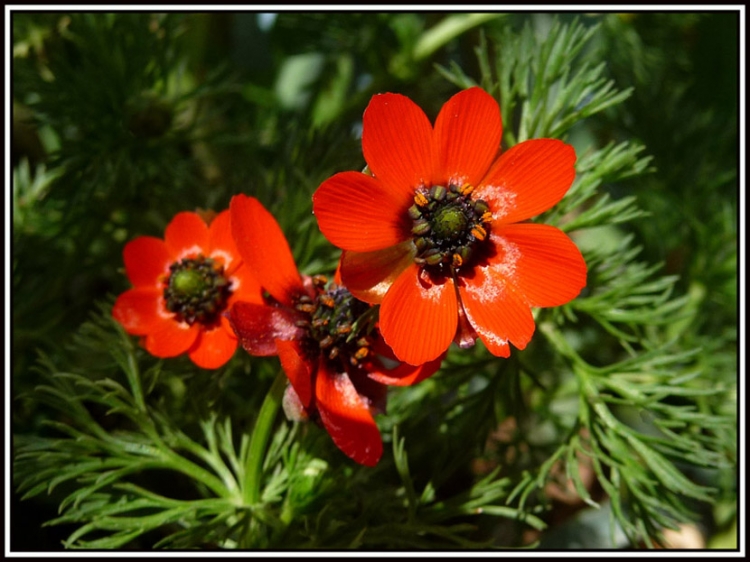 Gouttes de sang Fleurs et plantes