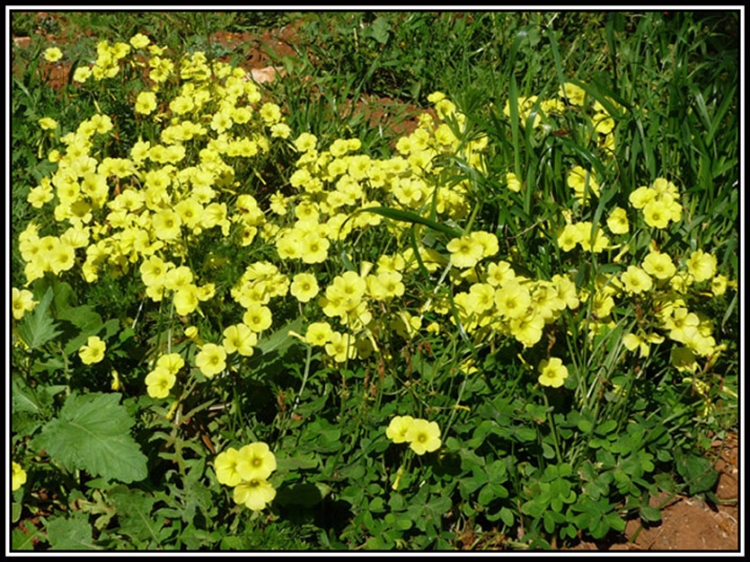 Touffe de vinaigrettes Fleurs et plantes
