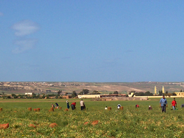 Cueillette des petits pois Paysages