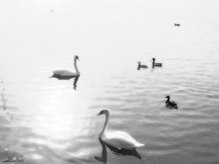 Romantique noir et blanc Oiseaux